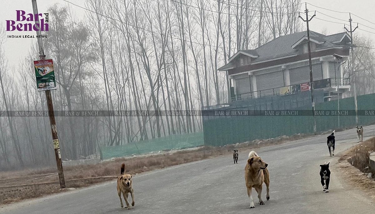We want to create ripples, sensitise public: Delhi High Court in stray dogs case
