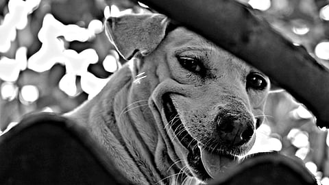 Stray Dog
