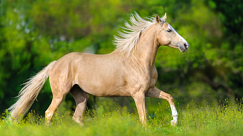 Horse