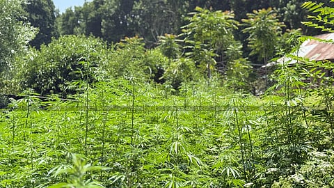 Marijuana