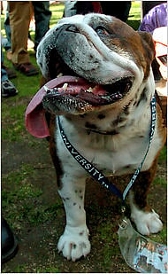 Yale Law School therapy-dog Monty