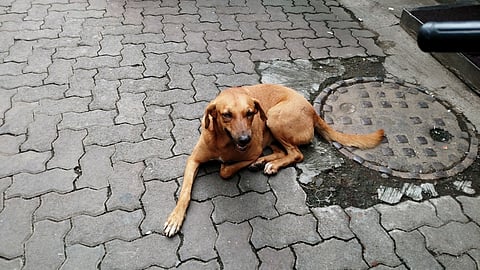 Stray dog