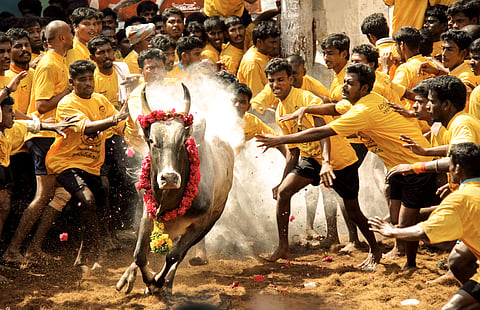 #Lawyer’s Lingo: Jallikattu and the Centre’s decision to take the bull by the horns