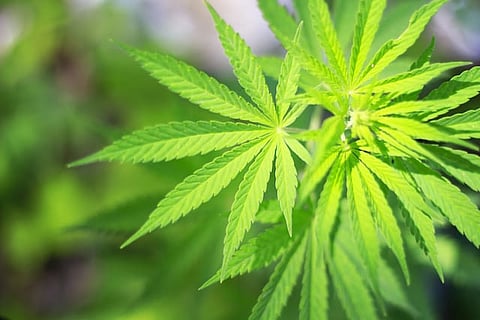 Delhi High Court dismisses plea to allow medical use of Cannabis