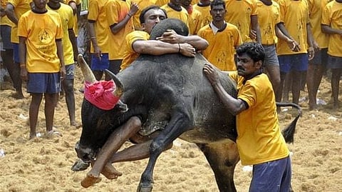 #Jallikattu: Will the Supreme Court deliver judgment or close the ‘lis’?