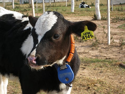 Moo-ID? Centre suggests UID for cows to prevent illegal transportation [Read Centre’s recommendations]