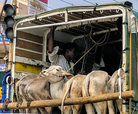 Cattle Slaughter
