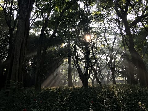 Seven judgments that shaped Environmental Law in India