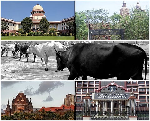 Centre’s Cattle Rules: What four courts have said