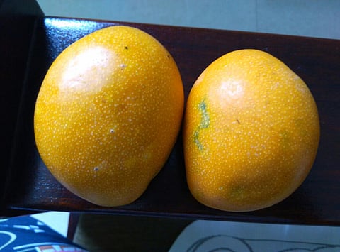 Ripe mangoes