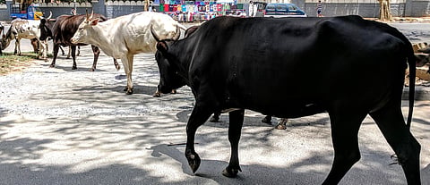 cow slaughter