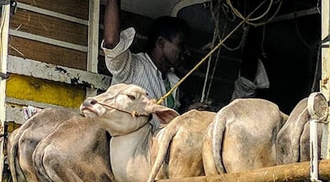 Punjab and Haryana High Court declares Animals as Legal Persons [Read Judgment]