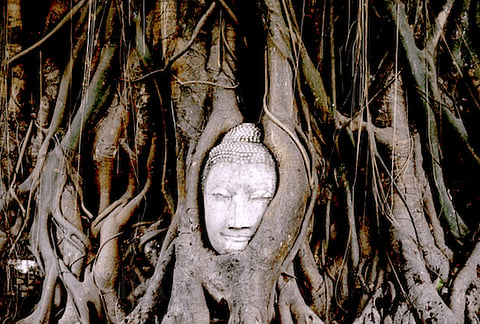 Buddhism casteless, Madras HC denies convert’s claim for Buddhist Adi Dravidar caste certificate