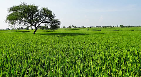 Delhi HC sets aside Centre’s decision to restrict production of Basmati rice to areas in the Indo-Gangetic plain