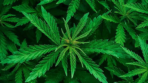 Plea filed in Delhi HC to decriminalize use of Cannabis in India