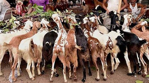 Calcutta HC disposes of PIL concerning animal slaughter during Bakri Eid with direction to abide by earlier guidelines