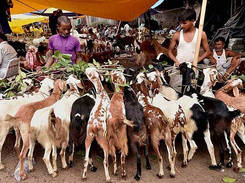 Bombay HC prohibits animal slaughter within residential flats in Mumbai for Bakri-Eid [Read Order]