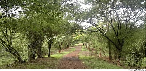 forest cover (representative image)