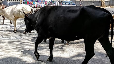ಅಡುಗೆ ಕಾರ್ಯಕ್ರಮದಲ್ಲಿ “ಗೋಮಾತಾ” ಪದ ಬಳಕೆ: ಫಾತಿಮಾ ನಡೆಯನ್ನು ಕಟುವಾಗಿ ಆಕ್ಷೇಪಿಸಿದ ಕೇರಳ ಹೈಕೋರ್ಟ್