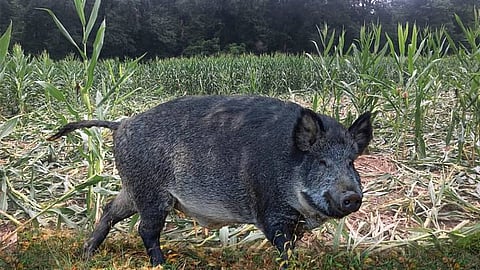 Wild boar and Agricultural Damage
