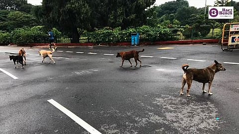 Stray dogs