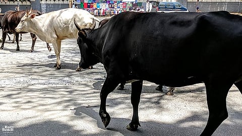 ಬೀಡಾಡಿ ದನಗಳ ಹಾವಳಿಯಿಂದ ವಿಚಲಿತಗೊಂಡಿರುವುದಾಗಿ ತಿಳಿಸಿದ ಗುಜರಾತ್ ಹೈಕೋರ್ಟ್: ನಿರ್ದಿಷ್ಟ ಕ್ರಮಕ್ಕೆ ಸೂಚನೆ 