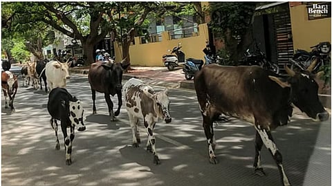 ಗೋವು ರಾಷ್ಟ್ರೀಯ ಪ್ರಾಣಿ ಎಂದು ಘೋಷಿಸಲು ಕೋರಿದ್ದ ಅರ್ಜಿ ತಿರಸ್ಕರಿಸಿದ ಸುಪ್ರೀಂ ಕೋರ್ಟ್‌ 