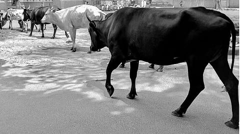 Stray cattle