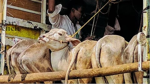 Cattle transportationImage for representative purpose
