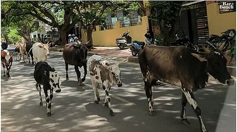 Cows