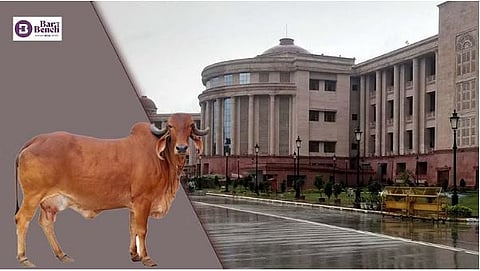 Cow and Lucknow bench of Allahabad High Court