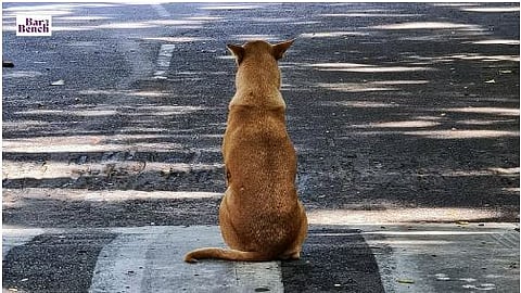 Stray dog