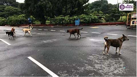 Stray dogs