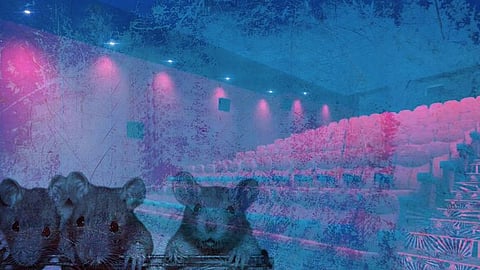 Rats and Cinema Hall

