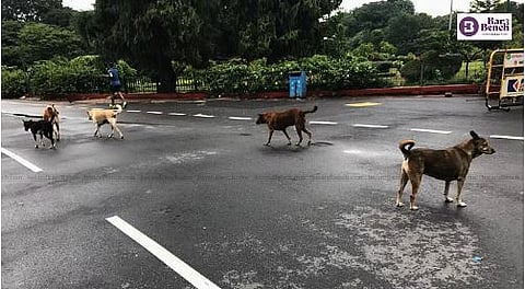 Stray dogs