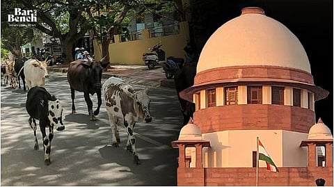 Cows and Supreme Court
