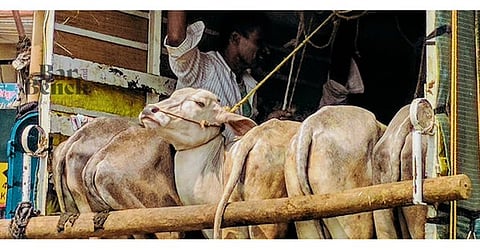 Cattle transportation
