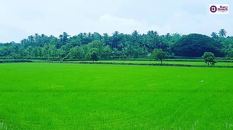ಅಕ್ಕಿಯಲ್ಲಿ ವಿಷಕಾರಿ ಆರ್ಸೆನಿಕ್? ಕೇಂದ್ರ, ಸಿಪಿಸಿಬಿ ಪ್ರತಿಕ್ರಿಯೆ ಕೇಳಿದ ಎನ್‌ಜಿಟಿ