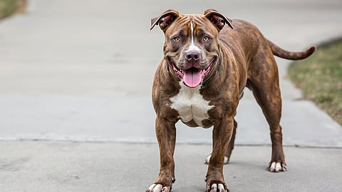Pitbull 
