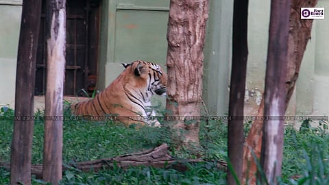 Tiger
