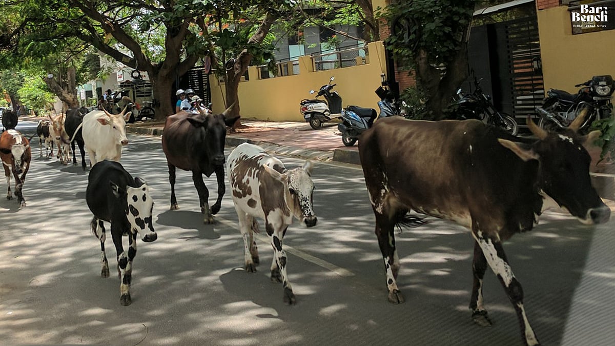 Cattle on a road accompanying a report on accident compensation