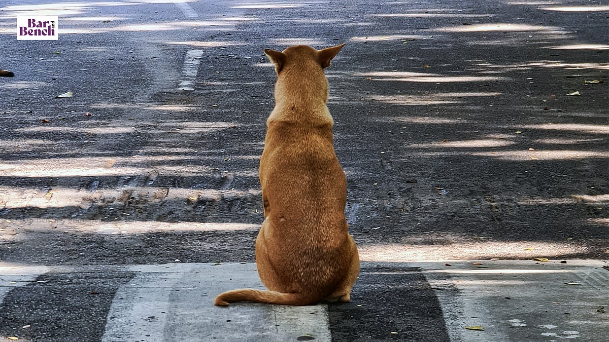 Delhi court says police made no serious effort to trace two stray dogs missing from IGI Airport