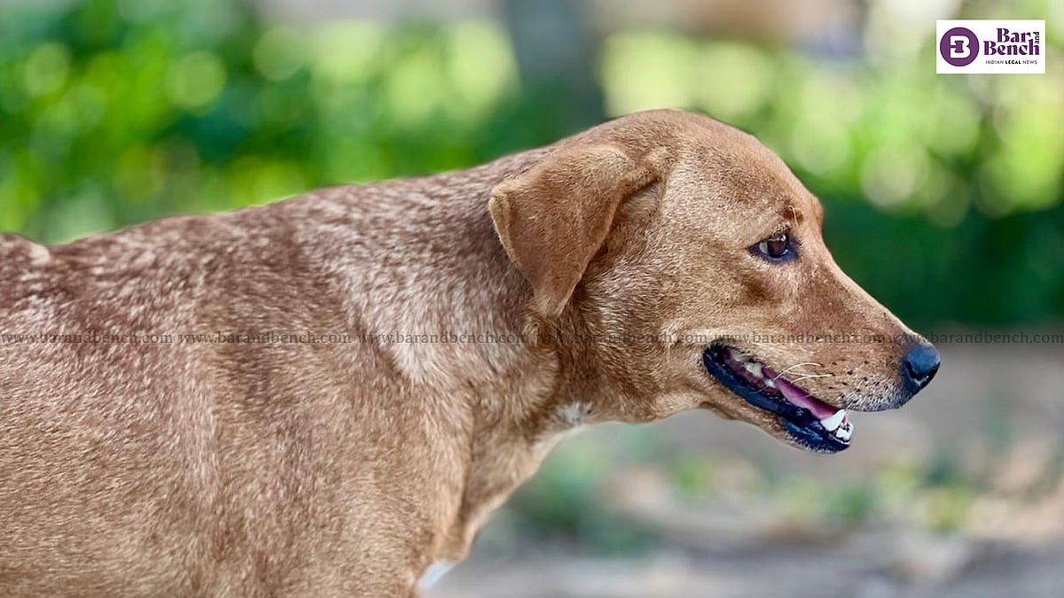 Supreme Court: Euthanise Dangerous Stray Dogs, No FIR Against Officials