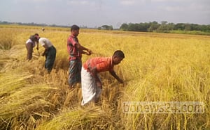 আমনের ভালো ফলনেও হাসি নেই নওগাঁর চাষিদের