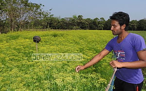 ইরানি জিরা চাষে মাগুরায় সাড়া