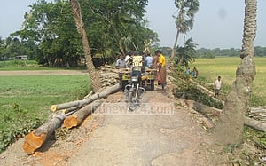 রাস্তার গাছ বিক্রিতে কালকিনির মেয়রের ‘দুর্নীতি’