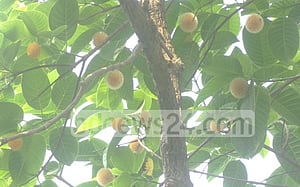 আষাঢ়ে কদম ফুল