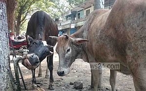 দুপুরেও দাবদাহ, সন্ধ্যায় স্বস্তি