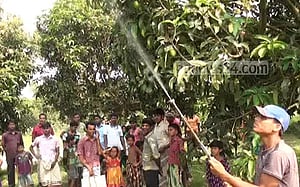 দাবদাহে নওগাঁয় আমে ‘বিপর্যয়ের শংকা’   