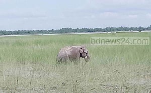 ‘নির্দেশ পেলে’ হাতিটি উদ্ধার করা হবে